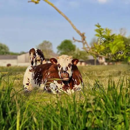 Semesterbostad Les Chats Pitres Maison Au Calme Renovee Avec Jardin, Terrasse Amenagee, Transats, Abri A Velo, Parking Gratuit, 5 Mn A Pied Du Centre Proche Des Plages Du Debarquement Bayeux